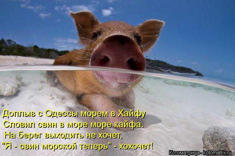 Доплыв с Одессы морем в Хайфу Словил свин в море море кайфа. На берег выходить не хочет, "Я - свин мо... Котоматрица: Доплыв с Одессы морем в Хайфу Словил свин в море море кайфа. На берег выходить не хочет, "Я - свин морской теперь" - хохочет!
