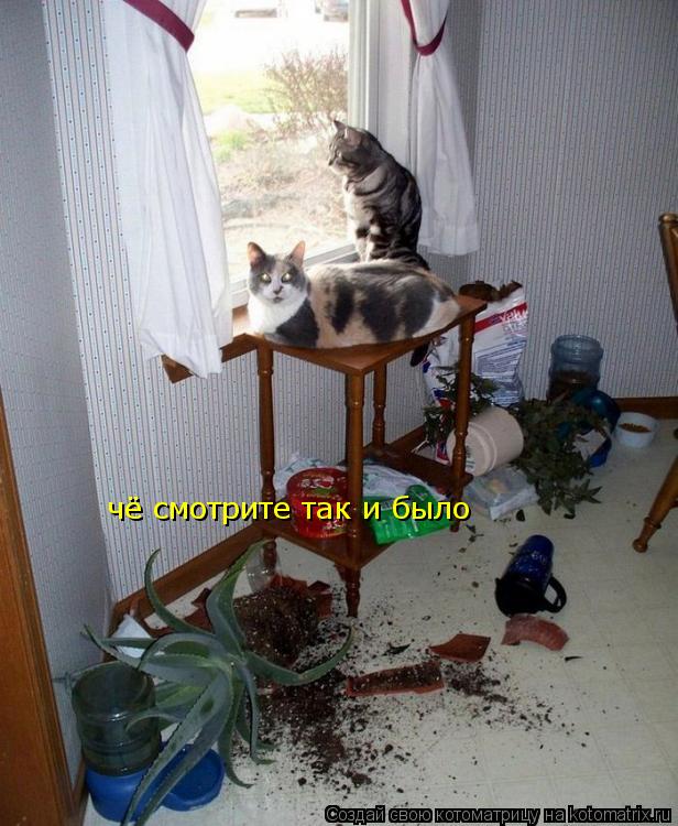 чё смотрите так и было... Котоматрица: чё смотрите так и было