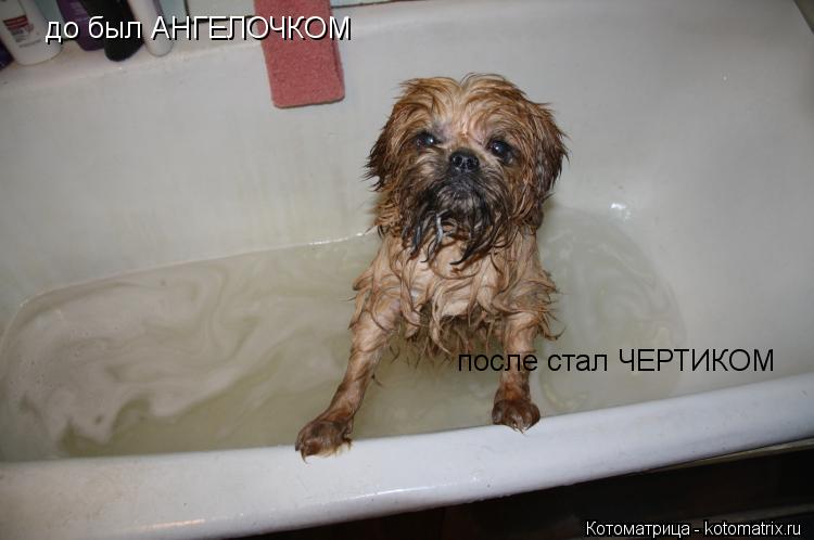 до был АНГЕЛОЧКОМ после стал ЧЕРТИКОМ... Котоматрица: до был АНГЕЛОЧКОМ после стал ЧЕРТИКОМ