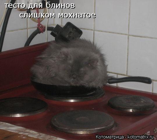 тесто для блинов слишком мохнатое... Котоматрица: тесто для блинов слишком мохнатое