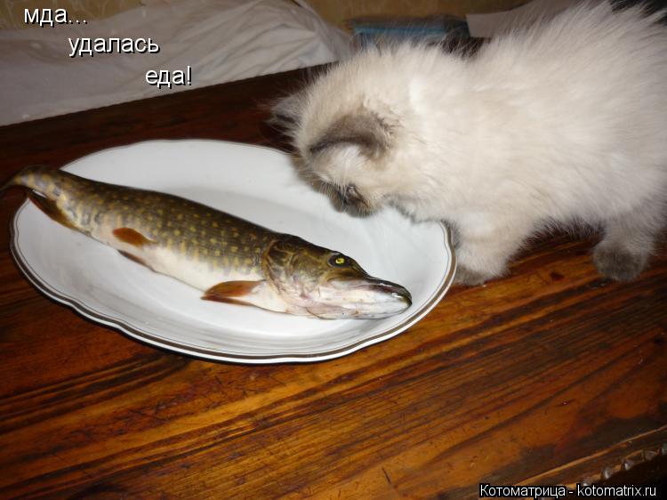 мда... удалась еда!... Котоматрица: мда... удалась еда!