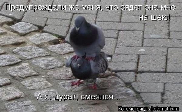 Котоматрица: Предупреждали же меня, что сядет она мне  на шею!  А я, дурак, смеялся...