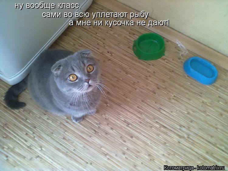ну вообще класс, сами во всю уплетают рыбу а мне ни кусочка не дают!... Котоматрица: ну вообще класс, сами во всю уплетают рыбу а мне ни кусочка не дают!