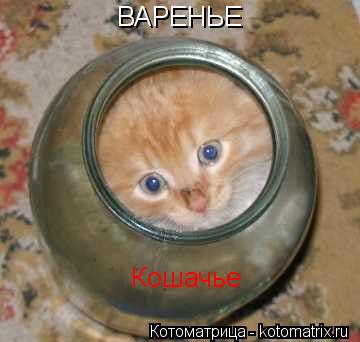 Котоматрица: ВАРЕНЬЕ Кошачье