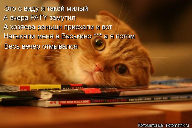 Котоматрица: Это с виду я такой милый А вчера PATY замутил  А хозяева раньшн приехали и вот Натыкали меня в Васькино *** а я потом Весь вечер отмывался