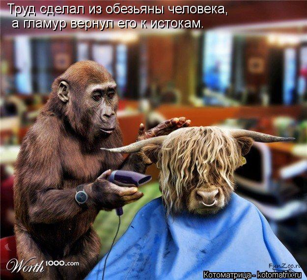 Труд сделал из обезьяны человека, а гламур вернул его к истокам.... Котоматрица: Труд сделал из обезьяны человека, а гламур вернул его к истокам.