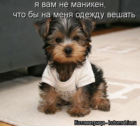 я вам не маникен, что бы на меня одежду вешать... Котоматрица: я вам не маникен, что бы на меня одежду вешать