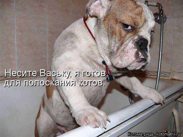 Несите Ваську, я готов, для полоскания котов.... Котоматрица: Несите Ваську, я готов, для полоскания котов.