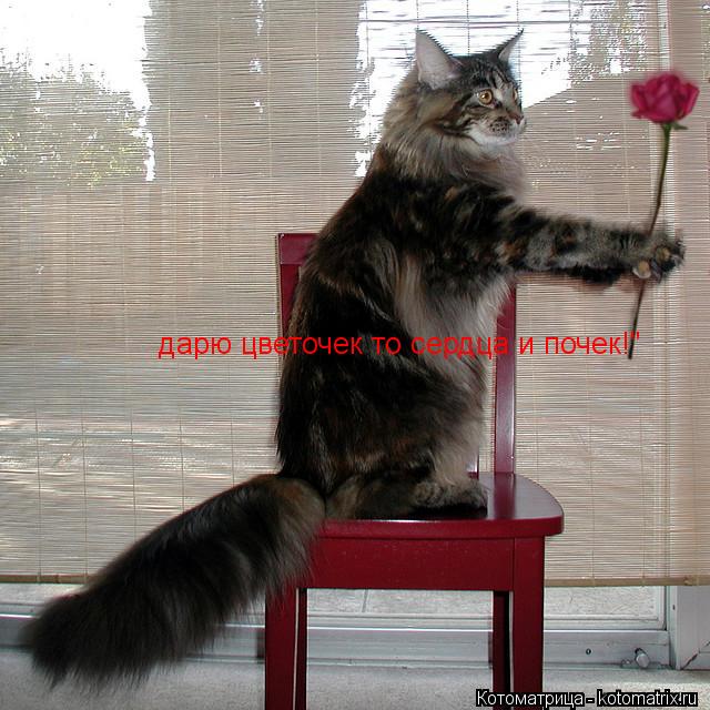дарю цветочек то сердца и почек!"... Котоматрица: дарю цветочек то сердца и почек!"