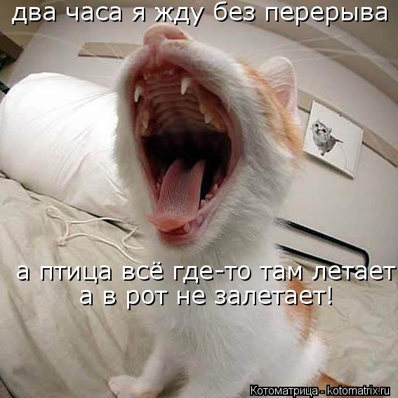 два часа я жду без перерыва а птица всё где-то там летает а в рот не залетает!... Котоматрица: два часа я жду без перерыва а птица всё где-то там летает а в рот не залетает!