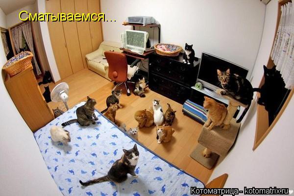 Сматываемся...... Котоматрица: Сматываемся...
