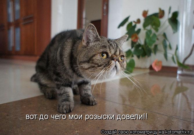 вот до чего мои розыски довели!!... Котоматрица: вот до чего мои розыски довели!!