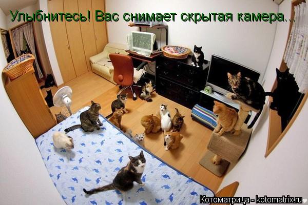 Улыбнитесь! Вас снимает скрытая камера...... Котоматрица: Улыбнитесь! Вас снимает скрытая камера...