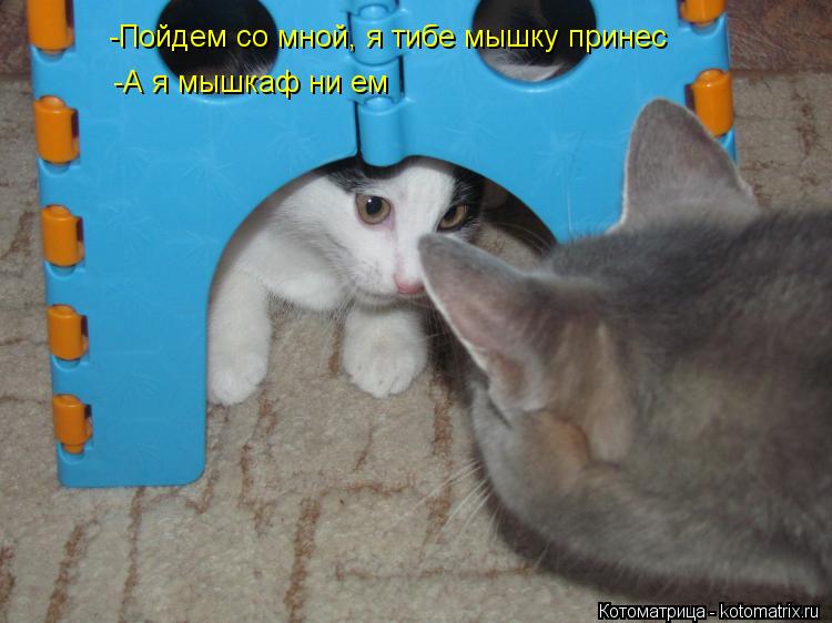 -Пойдем со мной, я тибе мышку принес -А я мышкаф ни ем... Котоматрица: -Пойдем со мной, я тибе мышку принес -А я мышкаф ни ем