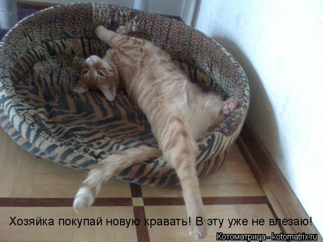 Котоматрица: Хозяйка покупай новую кравать! В эту уже не влезаю!