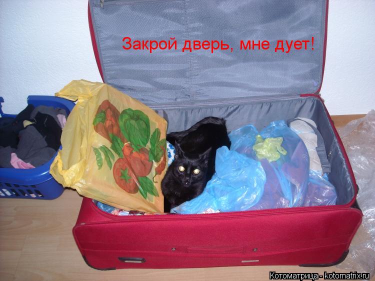 Котоматрица: Закрой дверь, мне дует!