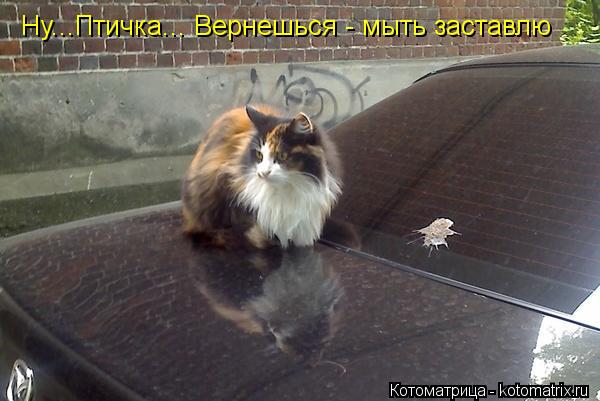 Котоматрица: Ну...Птичка... Вернешься - мыть заставлю