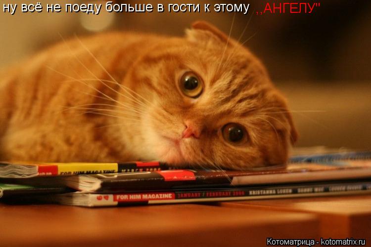 Котоматрица: ну всё не поеду больше в гости к этому  ,,АНГЕЛУ"