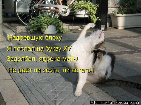 Котоматрица: Надоевшую блоху Я послал на букву ХУ.... Задолбал, ядрёна мать! Не даёт ни сесть, ни встать!! .