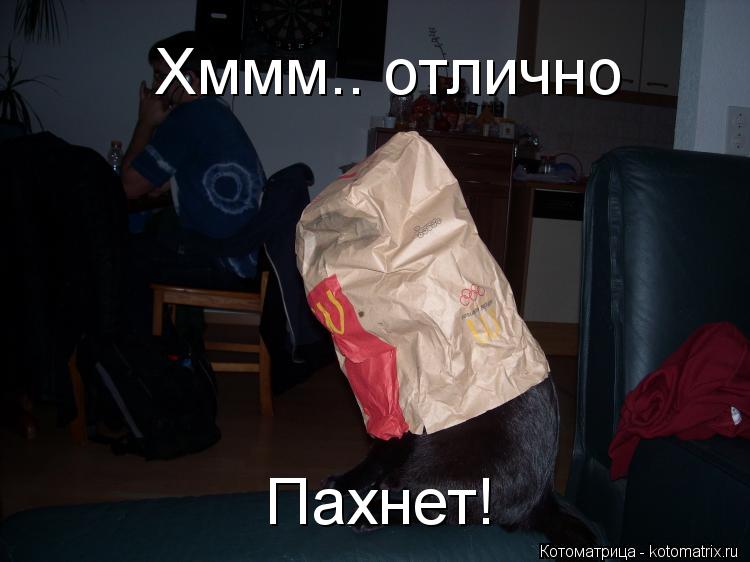 Хммм.. отлично Пахнет!... Котоматрица: Хммм.. отлично Пахнет!