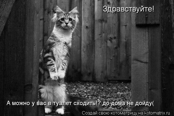 Котоматрица: Здравствуйте! А можно у вас в туалет сходить!? до дома не дойду(