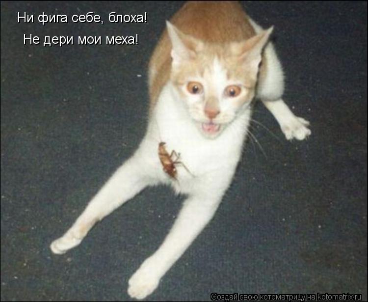 Котоматрица: Ни фига себе, блоха! Не дери мои меха!