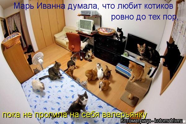 Котоматрица: Марь Иванна думала, что любит котиков ровно до тех пор,  пока не пролила на себя валерьянку