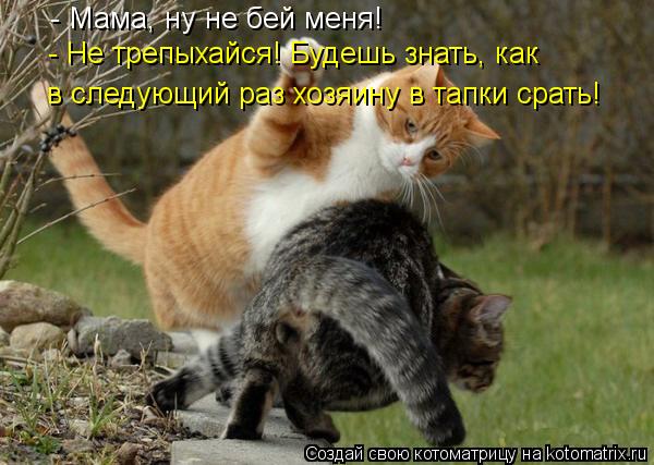 Котоматрица: - Мама, ну не бей меня! - Не трепыхайся! Будешь знать, как в следующий раз хозяину в тапки срать!