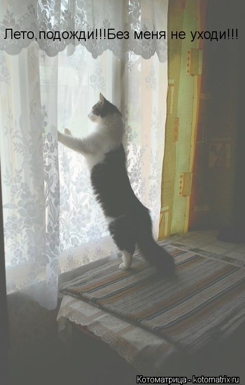 Котоматрица: Лето,подожди!!!Без меня не уходи!!!