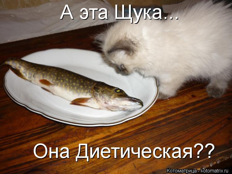 Котоматрица: А эта Щука... Она Диетическая??