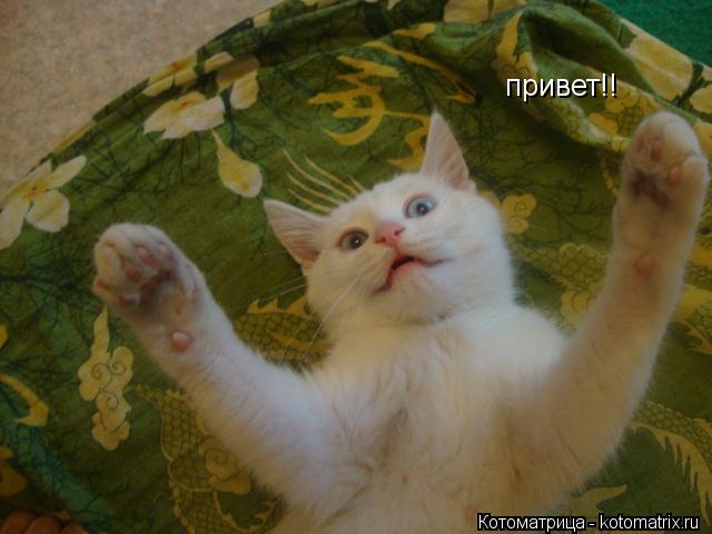 Котоматрица: привет!!