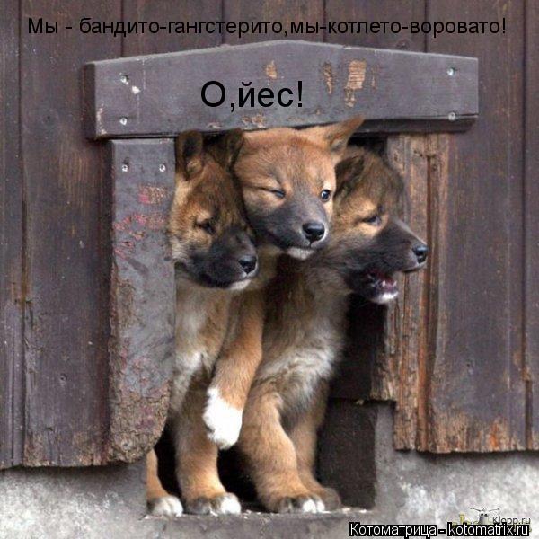 Котоматрица: Мы - бандито-гангстерито,мы-котлето-воровато! О,йес!