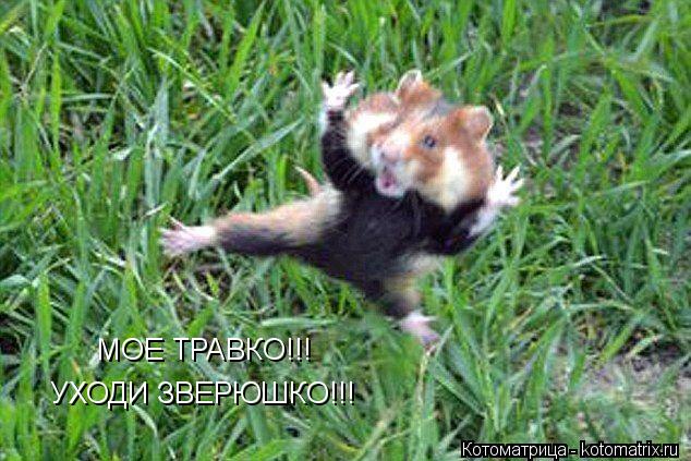 Котоматрица: МОЕ ТРАВКО!!! УХОДИ ЗВЕРЮШКО!!!
