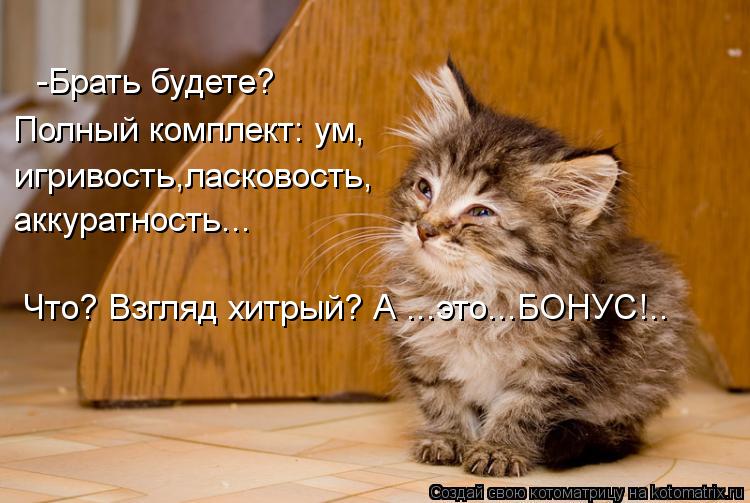Котоматрица: -Брать будете? Полный комплект: ум, игривость,ласковость, аккуратность... Что? Взгляд хитрый? А ...это...БОНУС!..