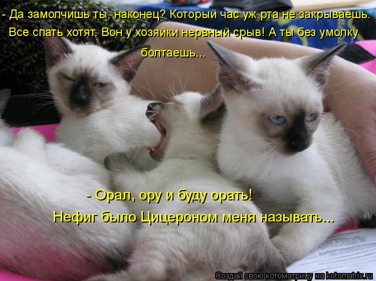 Котоматрица: - Да замолчишь ты, наконец? Который час уж рта не закрываешь. Все спать хотят. Вон у хозяйки нервный срыв! А ты без умолку болтаешь... - Орал, ору