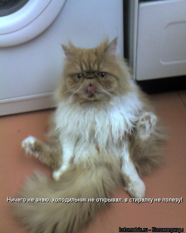 Котоматрица: Ничего не знаю, холодильник не открывал, в стиралку не полезу!