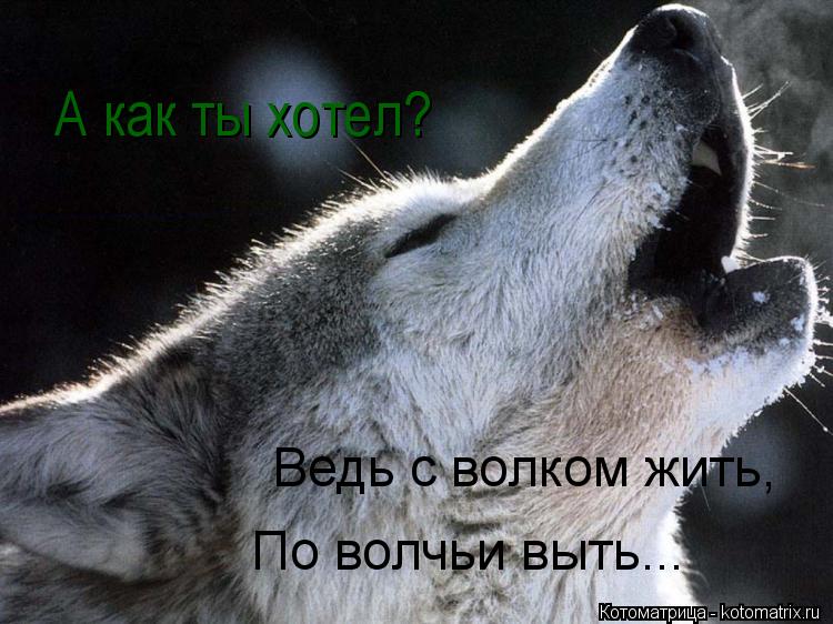 Котоматрица: А как ты хотел? Ведь с волком жить, По волчьи выть...