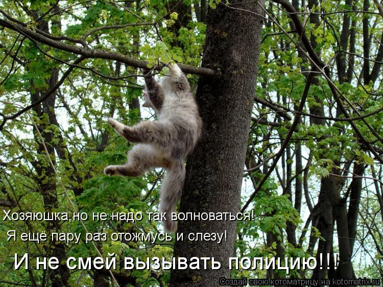 Хозяюшка,но не надо так волноваться! Я ещё пару раз отожмусь и слезу! И не смей вызывать полицию!!!... Котоматрица: Хозяюшка,но не надо так волноваться! Я ещё пару раз отожмусь и слезу! И не смей вызывать полицию!!!