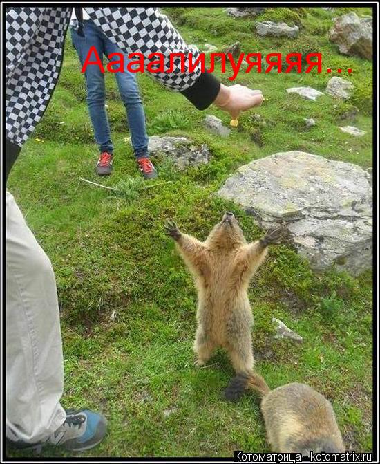 Аааалилуяяяя...... Котоматрица: Аааалилуяяяя...
