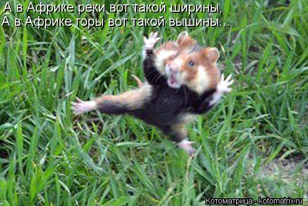 А в Африке реки вот такой ширины, А в Африке горы вот такой вышины...... Котоматрица: А в Африке реки вот такой ширины, А в Африке горы вот такой вышины...