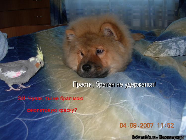 Котоматрица: ЭЙ! Чувак, ты не брал мою  фиолетовую краску?  Прасти, братан не удержался!