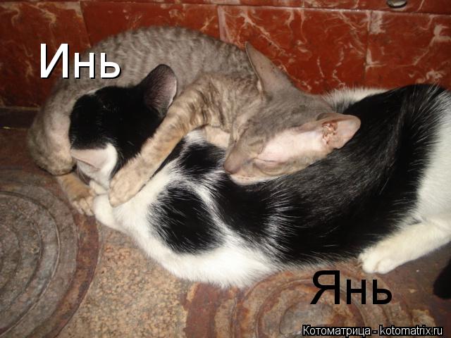 Инь Янь... Котоматрица: Инь Янь