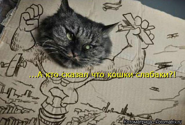 ...А кто сказал что кошки слабаки?!... Котоматрица: ...А кто сказал что кошки слабаки?!