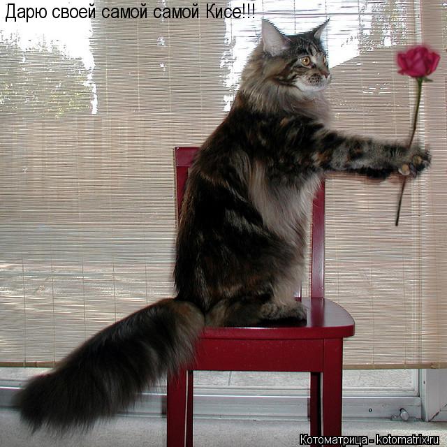 Дарю своей самой самой Кисе!!!... Котоматрица: Дарю своей самой самой Кисе!!!