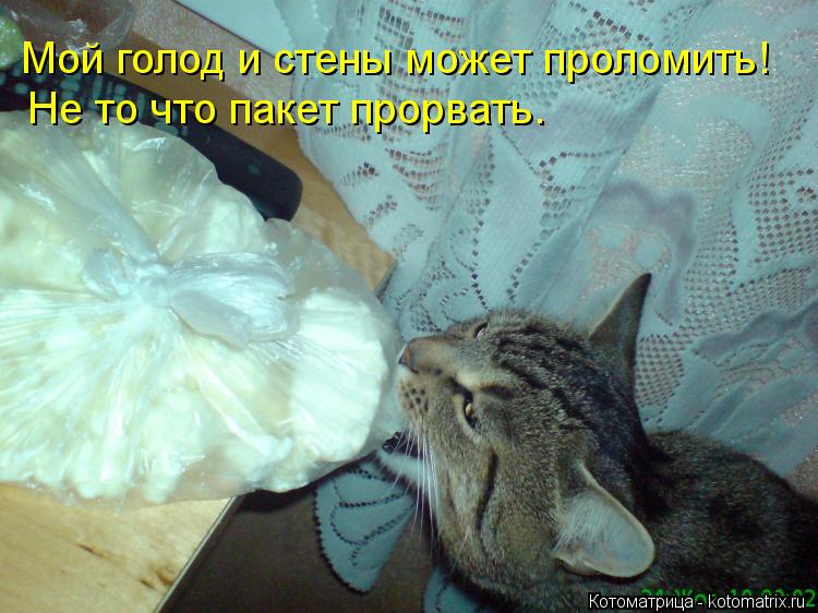 Мой голод и стены может проломить! Не то что пакет прорвать.... Котоматрица: Мой голод и стены может проломить! Не то что пакет прорвать.