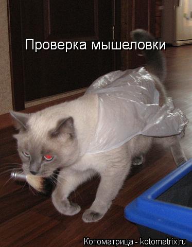 Проверка мышеловки Проверка мышеловки... Котоматрица: Проверка мышеловки Проверка мышеловки