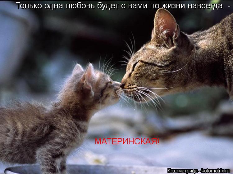 МАТЕРИНСКАЯ! Только одна любовь будет с вами по жизни навсегда -... Котоматрица: МАТЕРИНСКАЯ! Только одна любовь будет с вами по жизни навсегда -