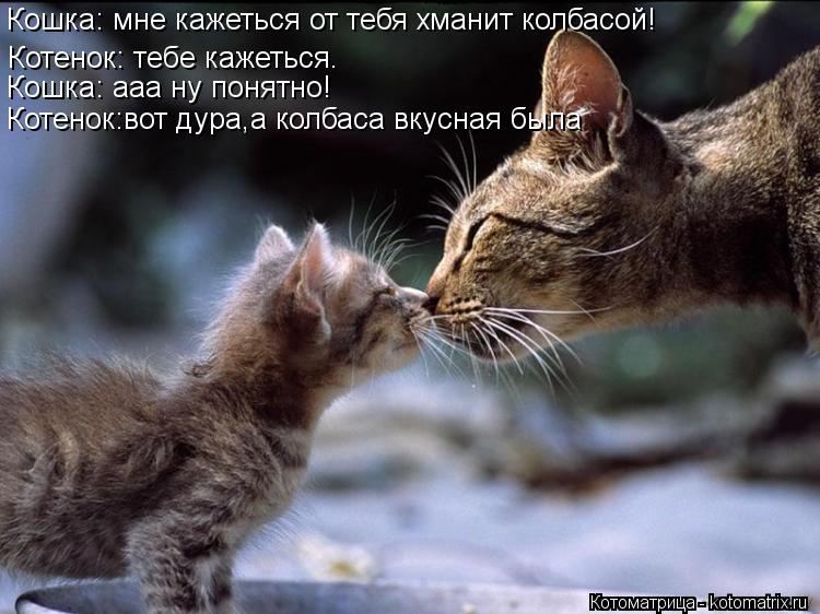 Котоматрица: Кошка: мне кажеться от тебя хманит колбасой! Котенок: тебе кажеться. Котенок:вот дура,а колбаса вкусная была Кошка: ааа ну понятно!