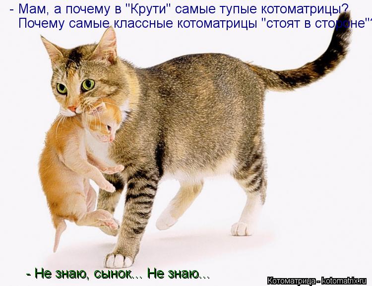 Котоматрица: - Мам, а почему в "Крути" самые тупые котоматрицы? Почему самые классные котоматрицы "стоят в стороне"? - Не знаю, сынок... Не знаю...