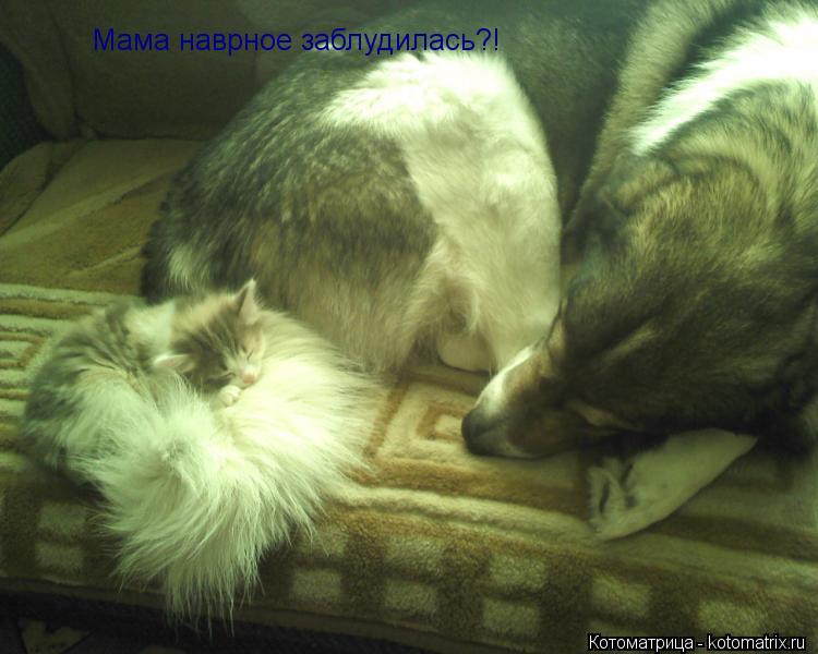 Мама наврное заблудилась?!... Котоматрица: Мама наврное заблудилась?!